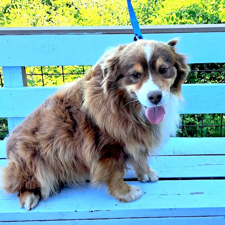 Australian shepherd stud Koonai's Gold Digger'